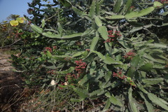 Euphorbia antiquorum